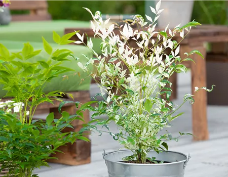 Bambus pflegen und Garten und Balkon verschönern Bambus pflegen und Garten und Balkon verschönern