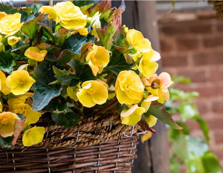 Begonien pflanzen und pflegeleichte Blüten bewundern
