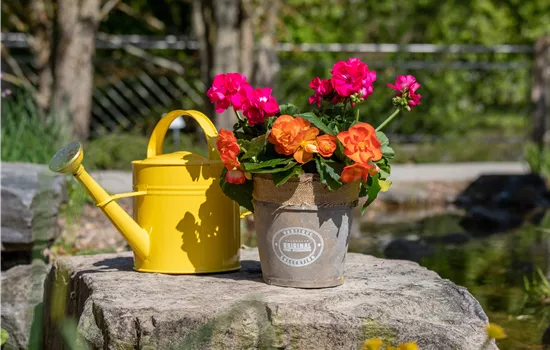 Knollenbegonien pflanzen und Garten und Balkon gestalten