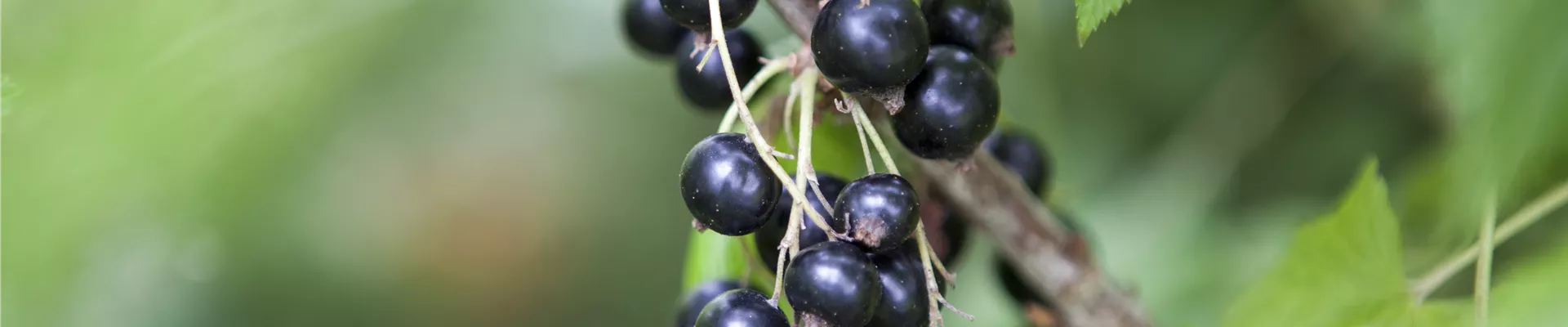 Ribes nigrum Ribes nigrum