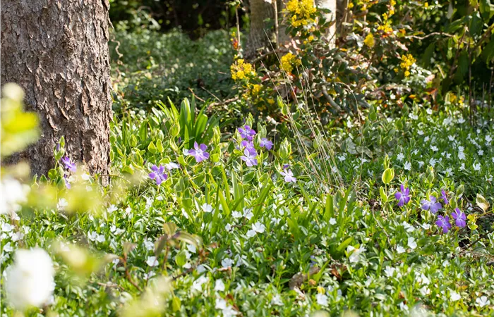 Bodendeckende Stauden für eine flächige Begrünung