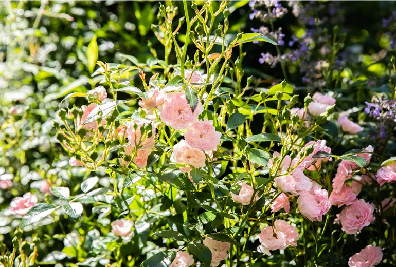 Rosa 'The Fairy'