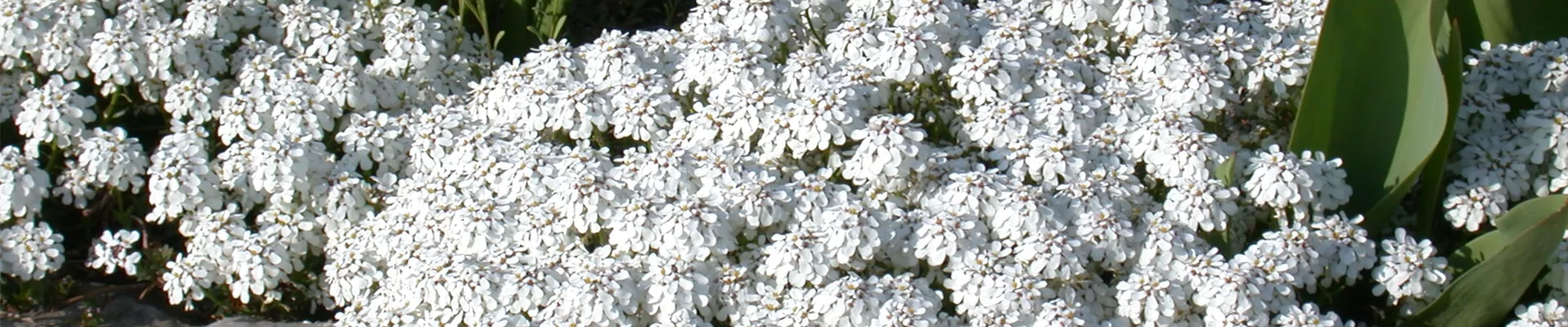 Iberis sempervirens