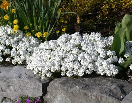 Bodendecker pflanzen und den Garten begrünen