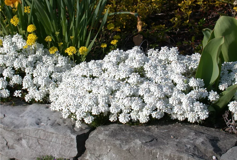 Iberis sempervirens