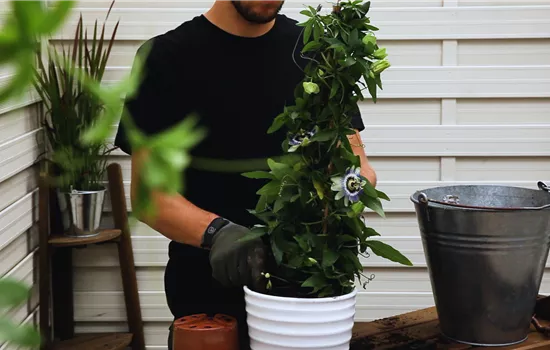 Passionsblume - Einpflanzen in ein Gefäß Passionsblume - Einpflanzen in ein Gefäß