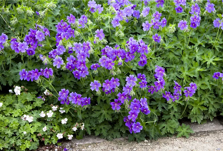 Geranium