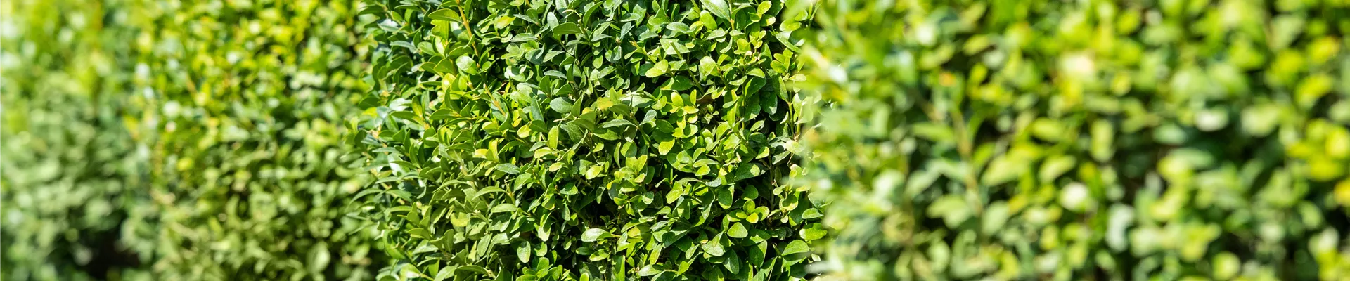 Buxus sempervirens var. arborescens, Kugel Buxus sempervirens var. arborescens, Kugel