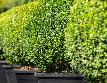 Buchsbaum pflanzen und pflegen lohnt sich 