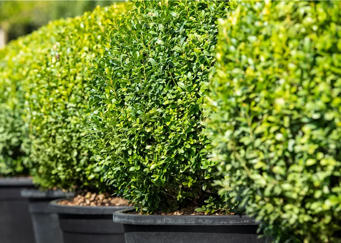 Buchsbaum pflanzen und pflegen lohnt sich  Buchsbaum pflanzen und pflegen lohnt sich