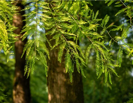 Die beliebtesten Nadelgehölze – Stars mit Nadeln im Garten