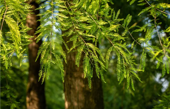 Die beliebtesten Nadelgehölze – Stars mit Nadeln im Garten
