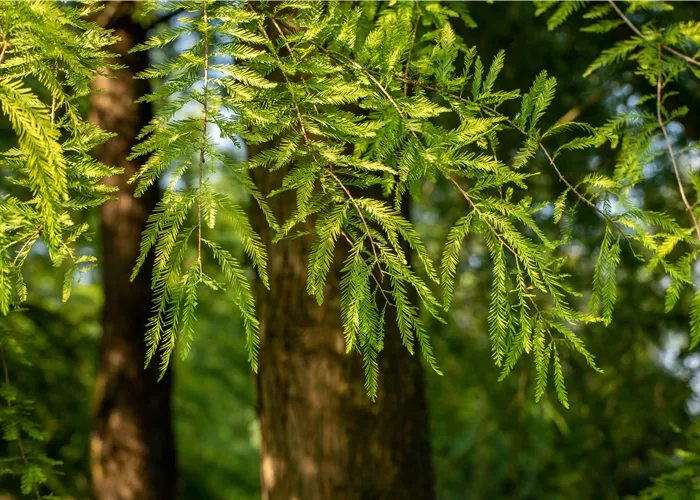 Die beliebtesten Nadelgehölze – Stars mit Nadeln im Garten Die beliebtesten Nadelgehölze – Stars mit Nadeln im Garten