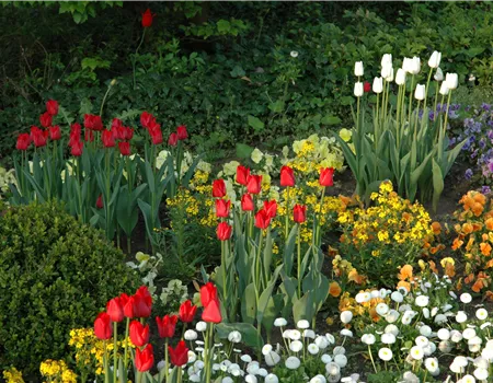Blumenzwiebeln kaufen und Garten und Co. bunt gestalten Blumenzwiebeln kaufen und Garten und Co. bunt gestalten