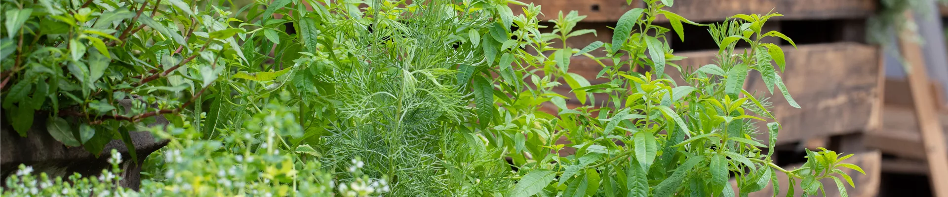 Kräuterbeet Kräuterbeet