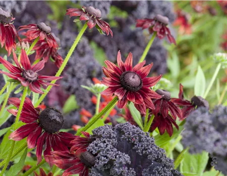 Die beliebtesten Stauden für die Gartengestaltung