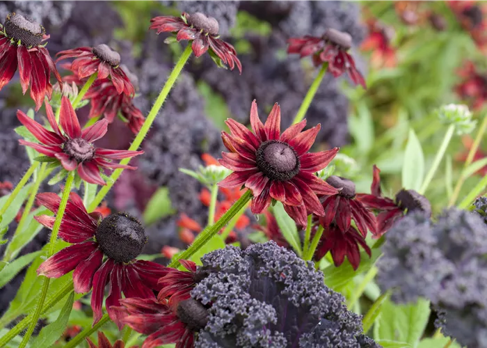 Die beliebtesten Stauden für die Gartengestaltung Die beliebtesten Stauden für die Gartengestaltung