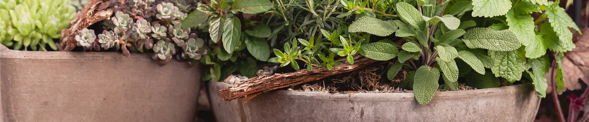 Salvia, Rosmarinus, Thymus, Mentha, Ocimum Basilicum Salvia, Rosmarinus, Thymus, Mentha, Ocimum Basilicum