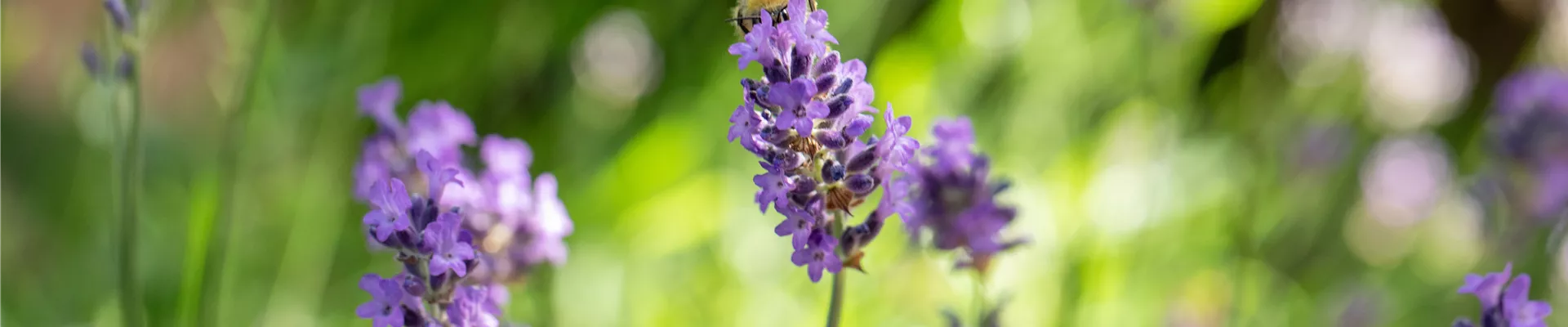 Lavandula angustifolia Lavandula angustifolia