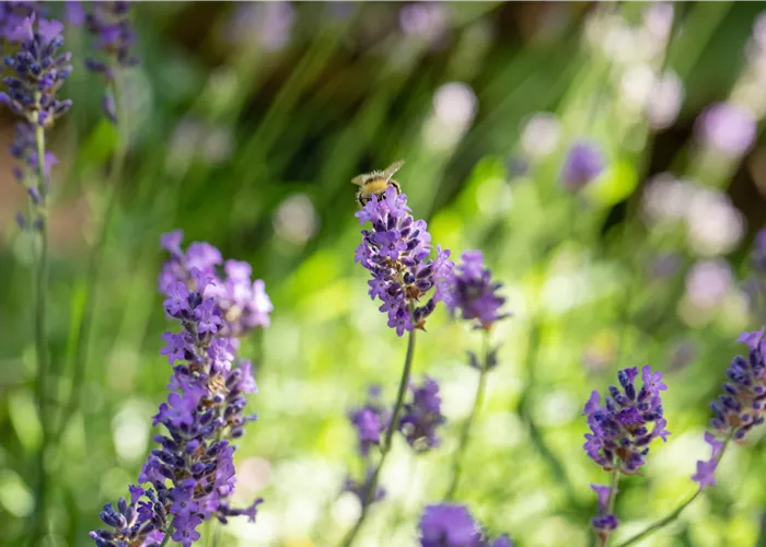 Mit Bienenpflanzen für den Balkon die Insekten unterstützen Mit Bienenpflanzen für den Balkon die Insekten unterstützen
