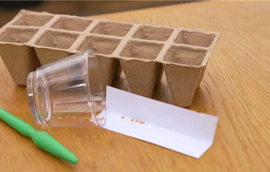 Aubergine - Aussaat Aubergine - Aussaat