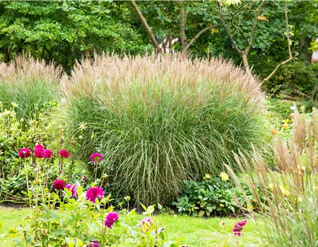 Die schönsten Begleitpflanzen für Gräser finden