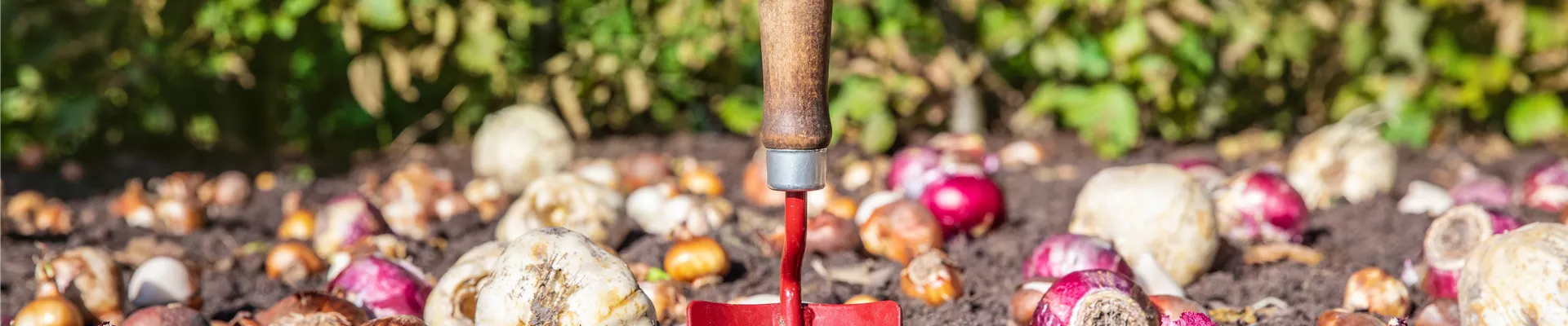 Blumenzwiebeln einpflanzen Blumenzwiebeln einpflanzen