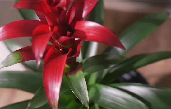 Zimmerpflanzenportrait - Bromelie Zimmerpflanzenportrait - Bromelie