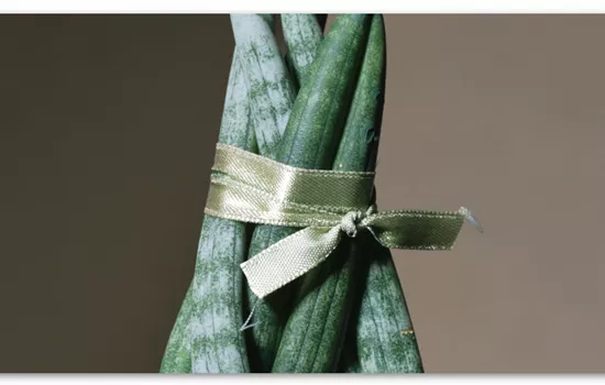 Zimmerpflanzenportrait - Bogenhanf "Spaghetti"  Zimmerpflanzenportrait - Bogenhanf "Spaghetti"