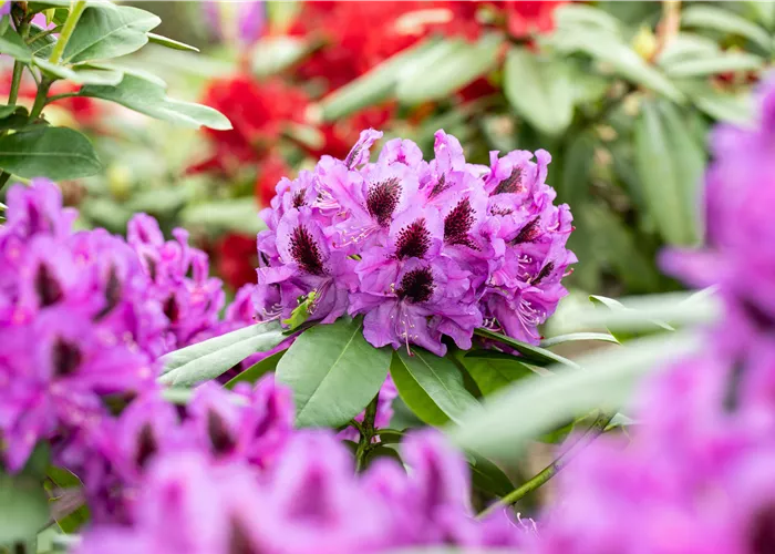 Die schönsten Begleitpflanzen für Rhododendren im Garten Die schönsten Begleitpflanzen für Rhododendren im Garten