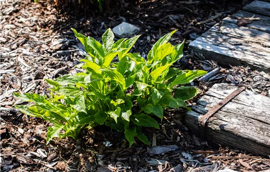 Funkien pflanzen und schattige Stellen bunt gestalten Funkien pflanzen und schattige Stellen bunt gestalten