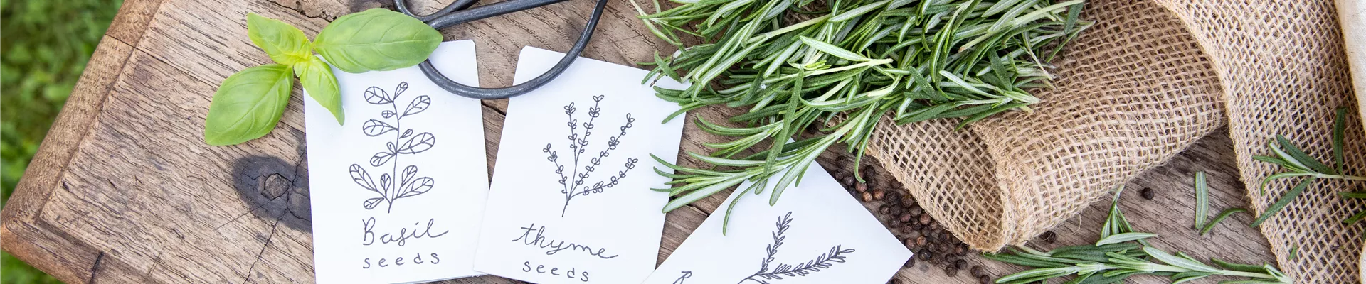 Kräutersamen und Kräuter Kräutersamen und Kräuter