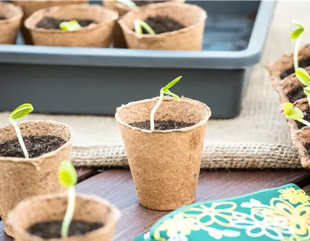 Die 5 besten Tipps für die Anzucht und Erfolg bei der Ernte