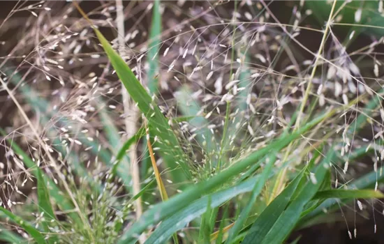 Liebesgras - Einpflanzen im Garten Liebesgras - Einpflanzen im Garten