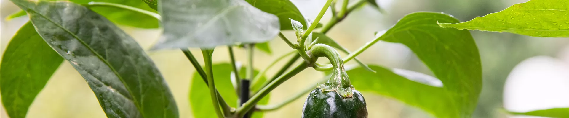 Upcycling - Gemüsebeet Upcycling - Gemüsebeet