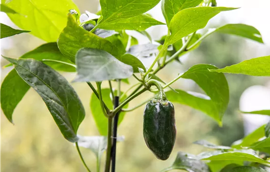 Gemüseanbau auf dem Balkon leicht gemacht Gemüseanbau auf dem Balkon leicht gemacht