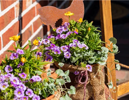 Beet- und Balkonpflanzen pflegen und bunte Blüten bewundern Beet- und Balkonpflanzen pflegen und bunte Blüten bewundern