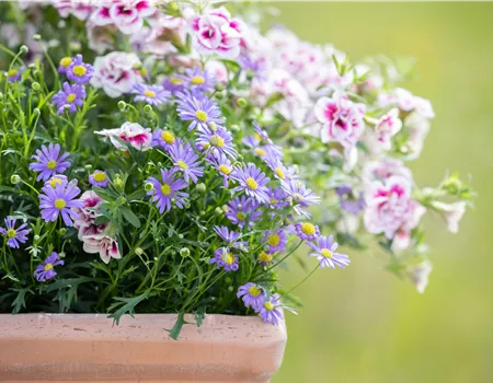 Beet- und Balkonpflanzen schneiden – Ja oder nein? Beet- und Balkonpflanzen schneiden – Ja oder nein?