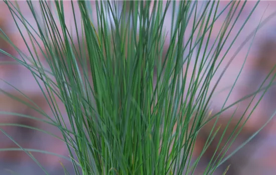 Flatter Binse - Umtopfen Flatter Binse - Umtopfen