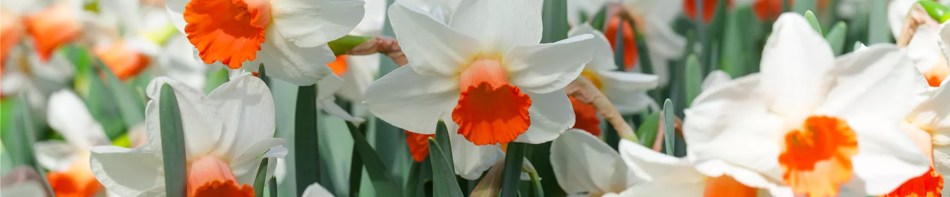 Narcissus cyclamineus 'Reggae' Narcissus cyclamineus 'Reggae'