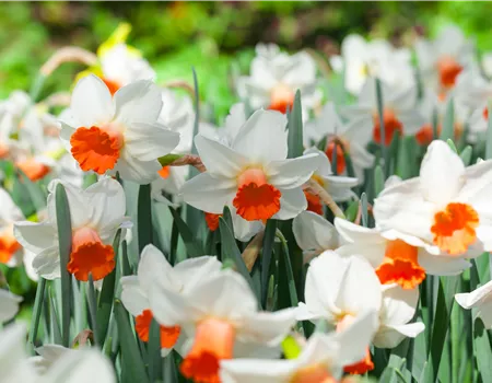 Alpenveilchen als Highlight in Haus und Garten Alpenveilchen als Highlight in Haus und Garten