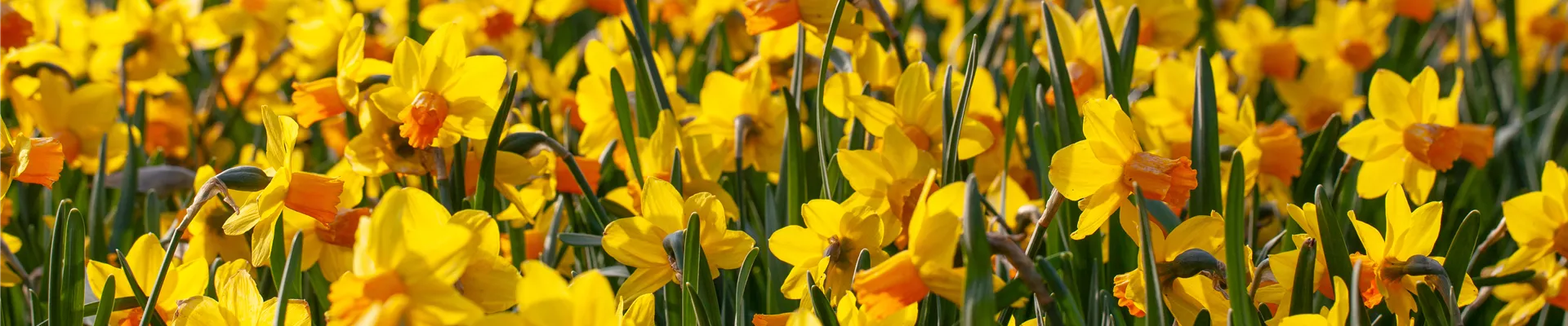 Narcissus pseudonarcissus Narcissus pseudonarcissus