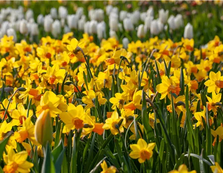 Alpenveilchen pflanzen und bunte Blüten bewundern Alpenveilchen pflanzen und bunte Blüten bewundern