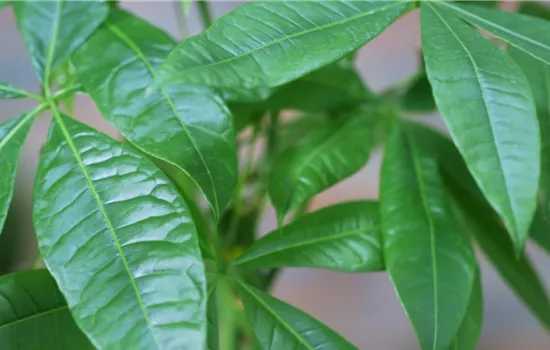 Glückskastanie - Umtopfen Glückskastanie - Umtopfen
