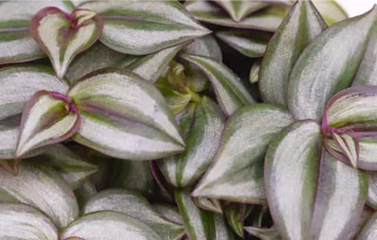 Silber-Dreimasterblume - Umtopfen Silber-Dreimasterblume - Umtopfen