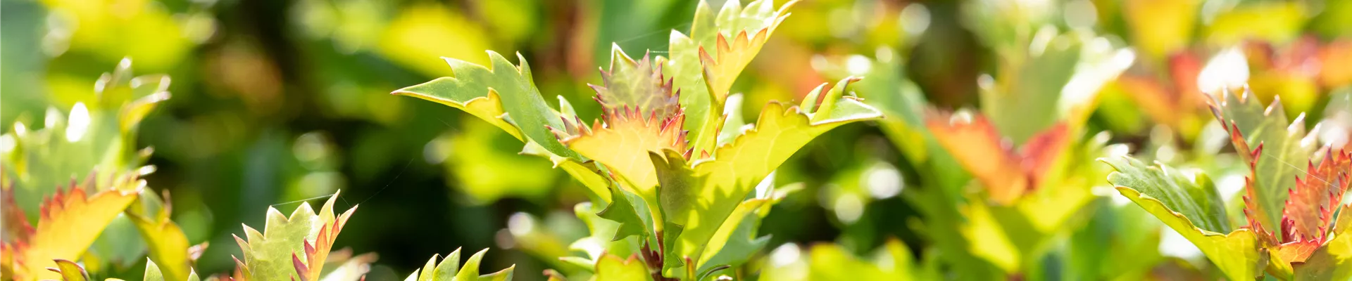 Ilex meserveae 'Little Rascal'® Ilex meserveae 'Little Rascal'®