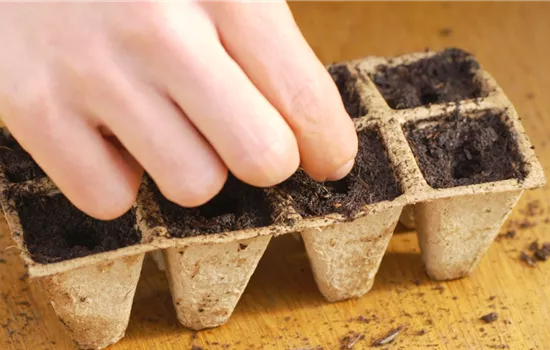 Hausgurke - Aussaat Hausgurke - Aussaat