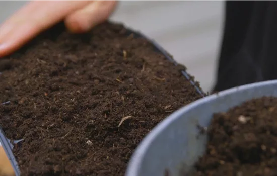 Majoran - Aussaat Majoran - Aussaat