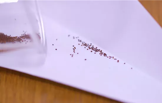 Oregano - Aussaat Oregano - Aussaat