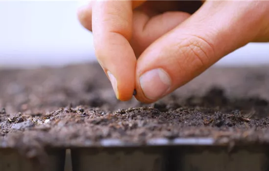 Salbei - Aussaat Salbei - Aussaat